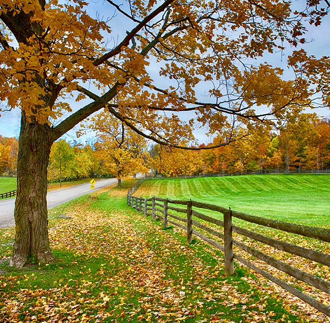 caledon