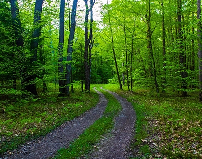 halton hills city